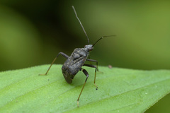 Proboscidocoris malayus