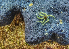 Ophiactis savignyi