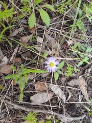 Brachyscome ascendens