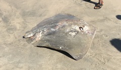 Pateobatis jenkinsii