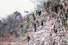 Microcarbo africanus