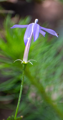 Lithotoma axillaris