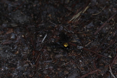 Chrysopilus davisi
