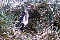 Ardea cinerea cinerea