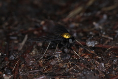 Chrysopilus davisi