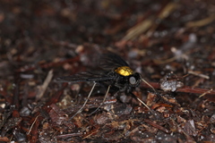 Chrysopilus davisi
