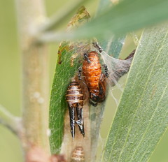 Jalmenus evagoras