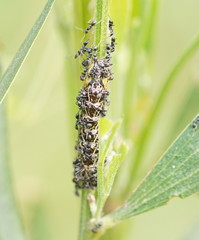 Jalmenus evagoras
