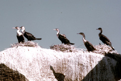 Phalacrocorax carbo lucidus