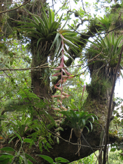 Tillandsia eizii