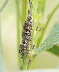 Jalmenus evagoras