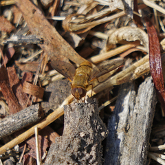 Chrysanthrax edititius