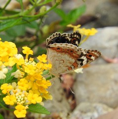 Junonia orithya