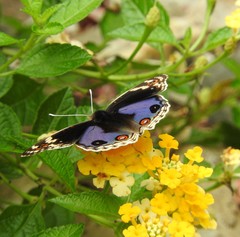 Junonia orithya