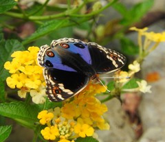 Junonia orithya