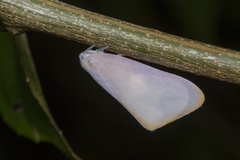 Nephesa truncaticornis