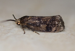 Pycnocera hypoxantha