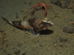 Chitonotus pugetensis