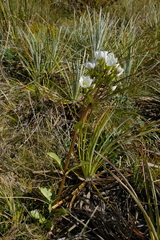 Gentianella corymbifera
