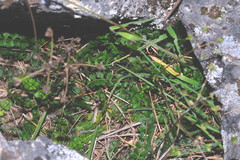 Anisotome aromatica