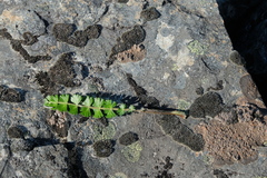 Anisotome aromatica