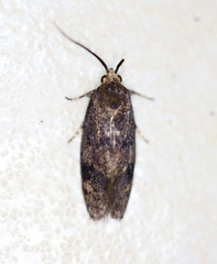 Pycnocera hypoxantha