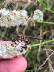 Pephricus