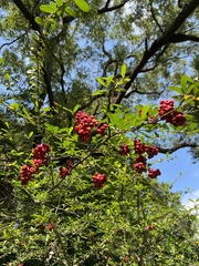 Pyracantha crenatoserrata