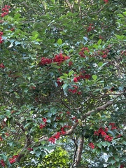 Pyracantha crenatoserrata
