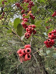 Pyracantha crenatoserrata