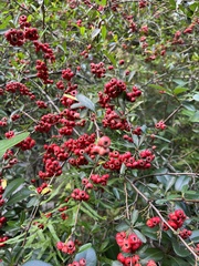 Pyracantha crenatoserrata