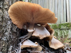 Armillaria mellea
