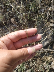 Bufonia parviflora