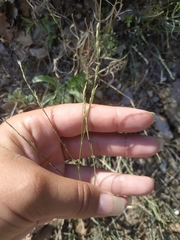 Bufonia parviflora
