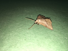 Ugia purpurea