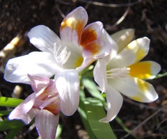 Freesia caryophyllacea