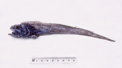 Bathygadus cottoides