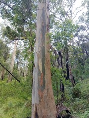 Eucalyptus biturbinata