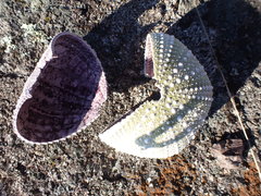 Strongylocentrotus purpuratus