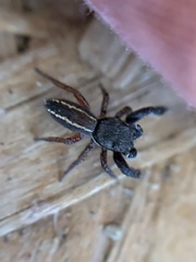 Metacyrba taeniola similis