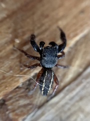 Metacyrba taeniola similis