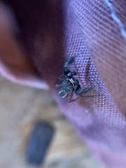 Metacyrba taeniola similis