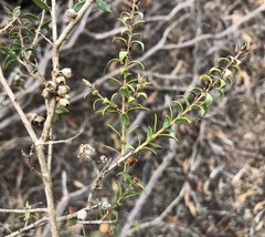 Melaleuca acuminata