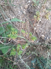 Euphorbia falcata