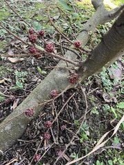 Ficus malayana