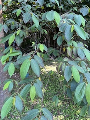 Ficus malayana