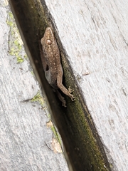 Hemidactylus bowringii