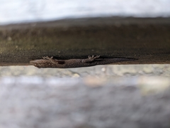 Hemidactylus bowringii