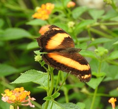 Yoma sabina