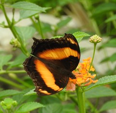 Yoma sabina